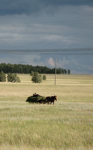 Превью обои лошадь, сенокос, пейзаж, осень, лето, простор