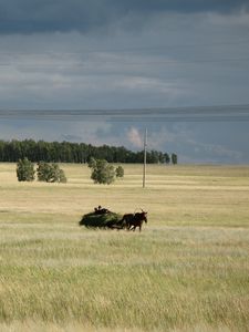 Превью обои лошадь, сенокос, пейзаж, осень, лето, простор