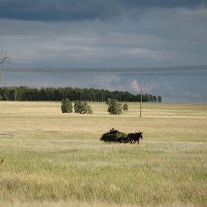 Превью обои лошадь, сенокос, пейзаж, осень, лето, простор