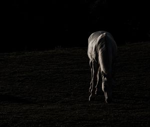 Превью обои лошадь, силуэт, трава, темный