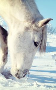 Превью обои лошадь, снег, голова