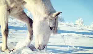 Превью обои лошадь, снег, голова