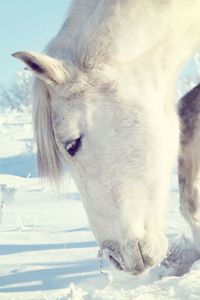Превью обои лошадь, снег, кусты, зима, голова