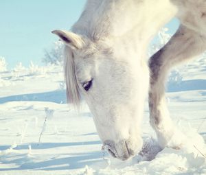 Превью обои лошадь, снег, кусты, зима, голова
