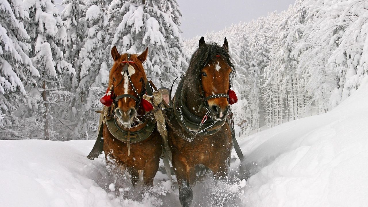 Обои лошадь, снег, сани, упряжка, езда