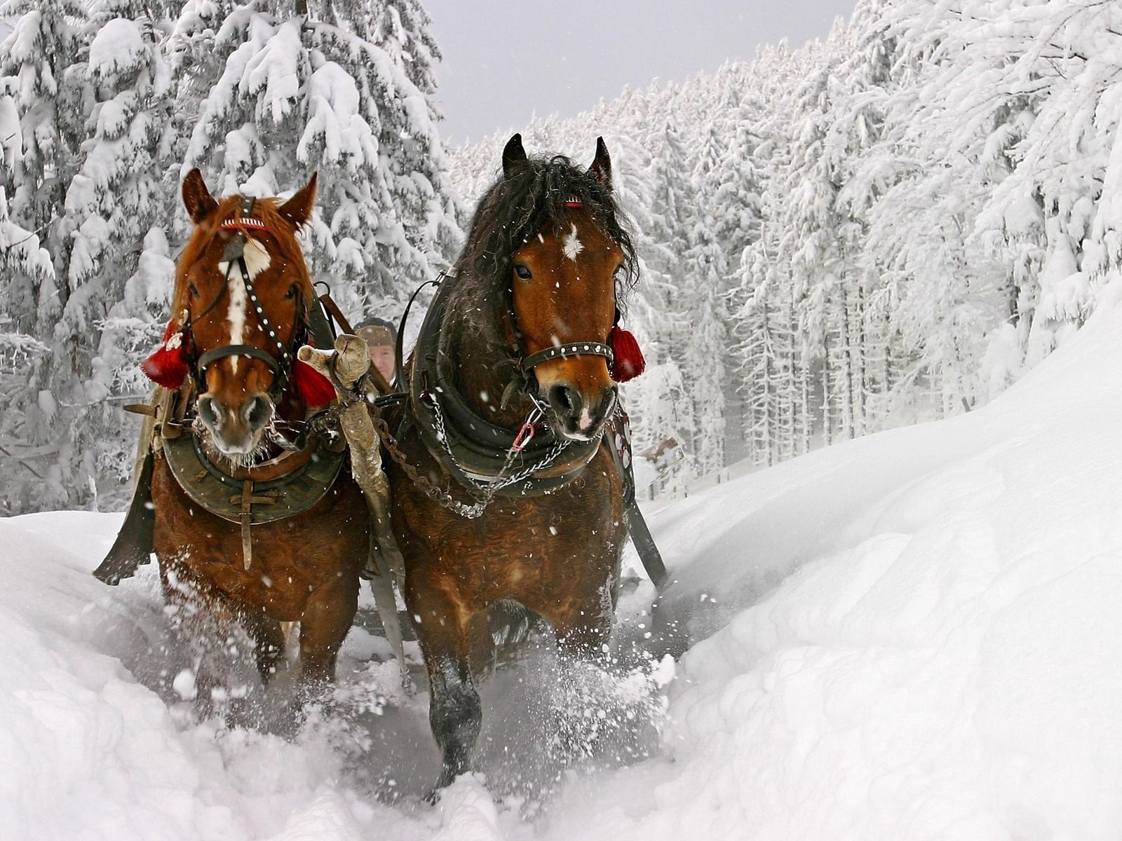 Скачут лошадки песня. Пороша Есенин. Лошадь в упряжке. Тройка лошадей. Кони в упряжке зимой.