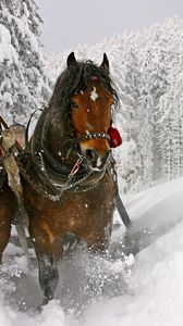 Превью обои лошадь, снег, сани, упряжка, езда