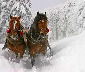 Превью обои лошадь, снег, сани, упряжка, езда