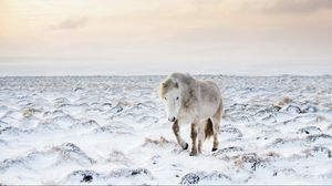 Превью обои лошадь, снег, зима