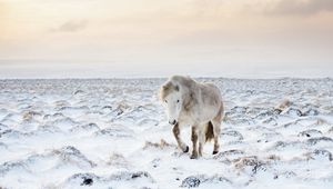 Превью обои лошадь, снег, зима