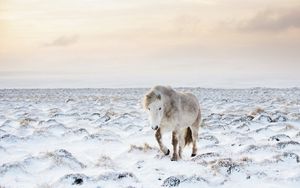 Превью обои лошадь, снег, зима