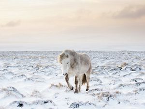 Превью обои лошадь, снег, зима