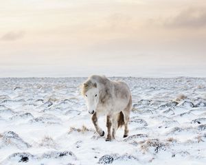 Превью обои лошадь, снег, зима