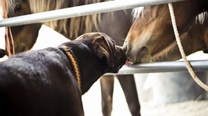 Превью обои лошадь, собака, дружба, поцелуй