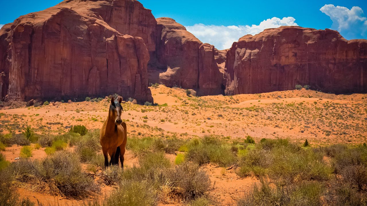 Обои лошадь, сша, аризона, долина монументов, пустыня, дикий запад