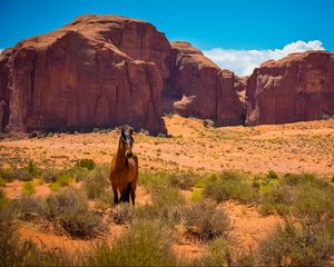 Превью обои лошадь, сша, аризона, долина монументов, пустыня, дикий запад