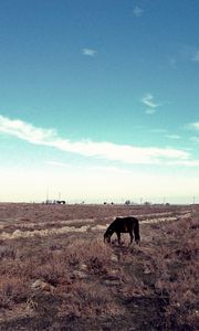 Превью обои лошадь, степь, пастбище, одинокая, кустарники, небо, трава, пожухлая