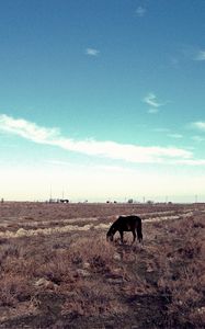 Превью обои лошадь, степь, пастбище, одинокая, кустарники, небо, трава, пожухлая