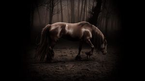 Превью обои лошадь, тень, лес, прогулка, красивый