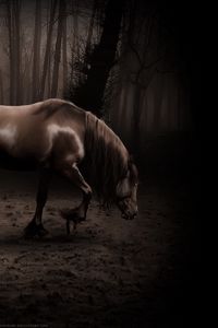 Превью обои лошадь, тень, лес, прогулка, красивый