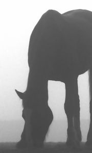 Превью обои лошадь, тень, туман, силуэт