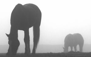 Превью обои лошадь, тень, туман, силуэт