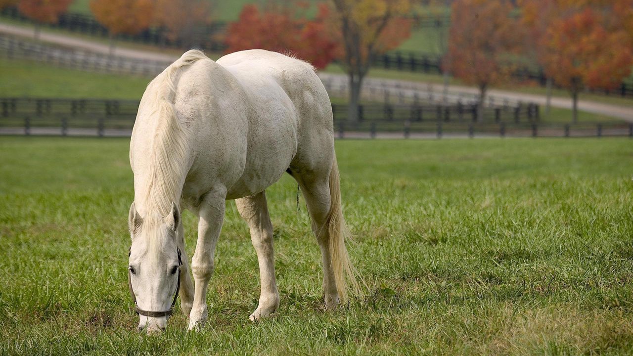 Обои лошадь, трава, еда, осень