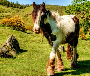 Превью обои лошадь, трава, красивый, природа