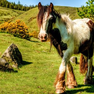 Превью обои лошадь, трава, красивый, природа