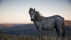 Превью обои лошадь, трава, пятнистый, небо, природа