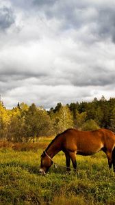 Превью обои лошадь, трава, поле, деревья, прогулка