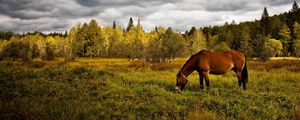 Превью обои лошадь, трава, поле, деревья, прогулка