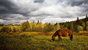 Превью обои лошадь, трава, поле, деревья, прогулка