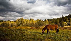 Превью обои лошадь, трава, поле, деревья, прогулка