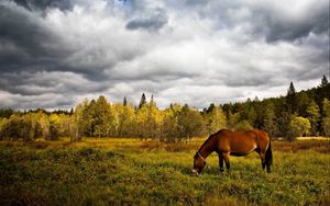 Превью обои лошадь, трава, поле, деревья, прогулка