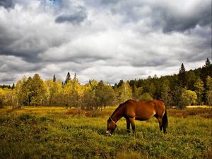 Превью обои лошадь, трава, поле, деревья, прогулка