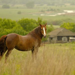 Превью обои лошадь, трава, поле, луг