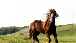 Превью обои лошадь, трава, поле, бежать
