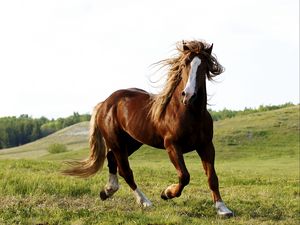 Превью обои лошадь, трава, поле, бежать