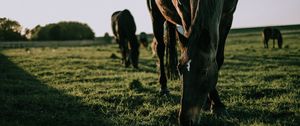 Превью обои лошадь, трава, прогулка