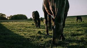 Превью обои лошадь, трава, прогулка