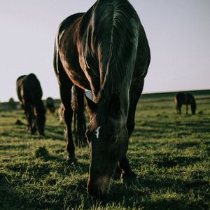 Превью обои лошадь, трава, прогулка