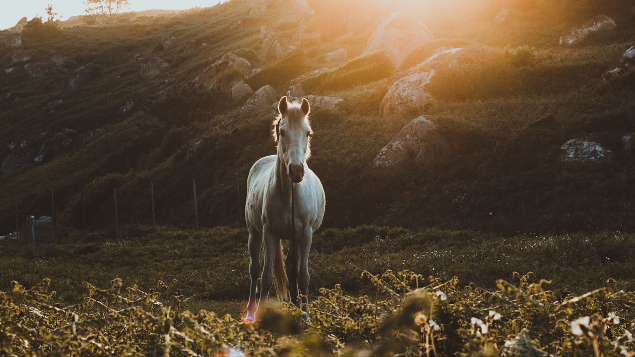 Обои лошадь, трава, солнечный свет, камни
