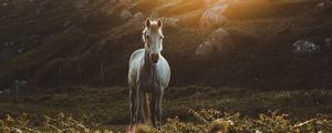 Превью обои лошадь, трава, солнечный свет, камни