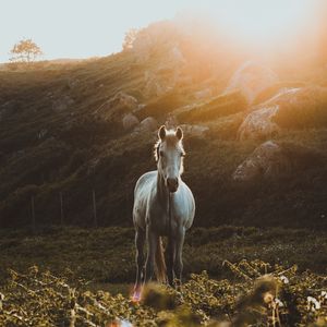 Превью обои лошадь, трава, солнечный свет, камни