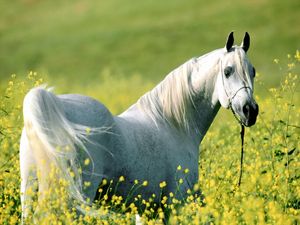 Превью обои лошадь, трава, цветы, прогулка, светлый