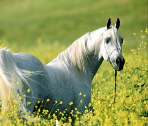 Превью обои лошадь, трава, цветы, прогулка, светлый