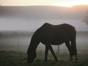 Превью обои лошадь, туман, силуэт, пейзаж