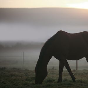 Превью обои лошадь, туман, силуэт, пейзаж