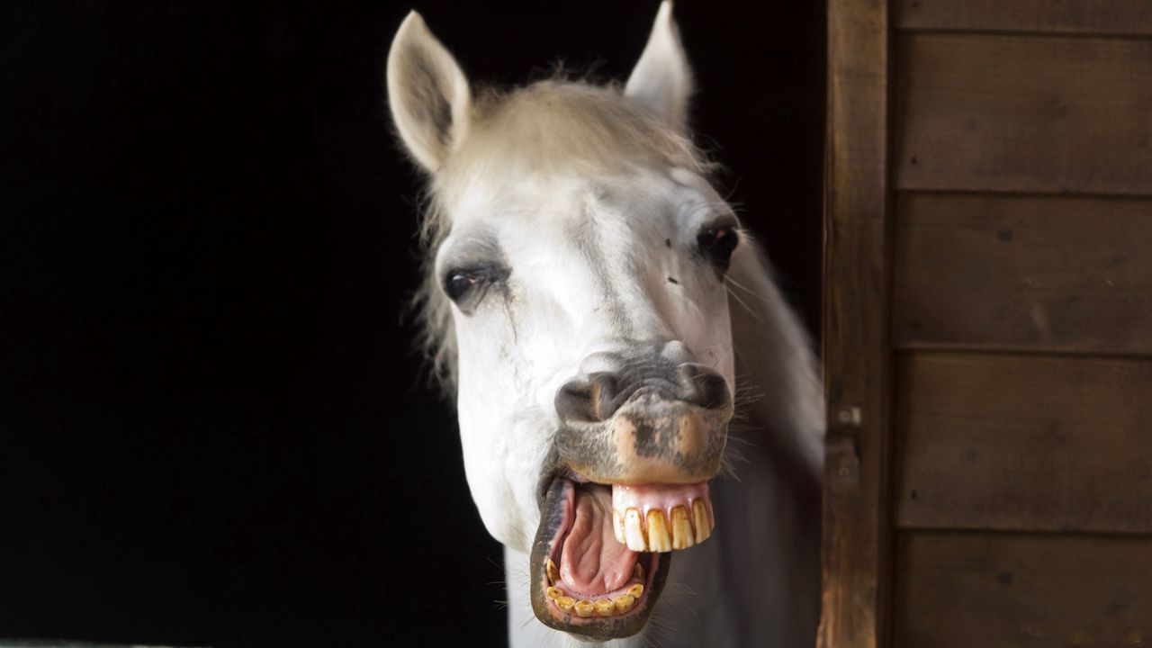 Обои лошадь, улыбка, зубы, челюсть, грива